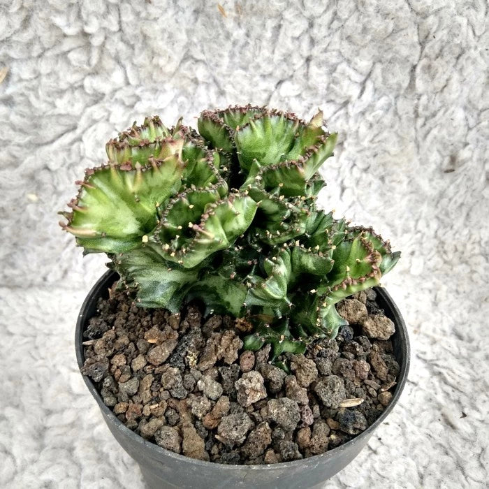 Euphorbia Lactea Cristata