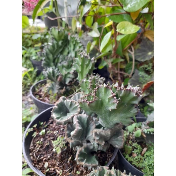 Euphorbia Lactea (Euphorbia lactea) live botanical specimen