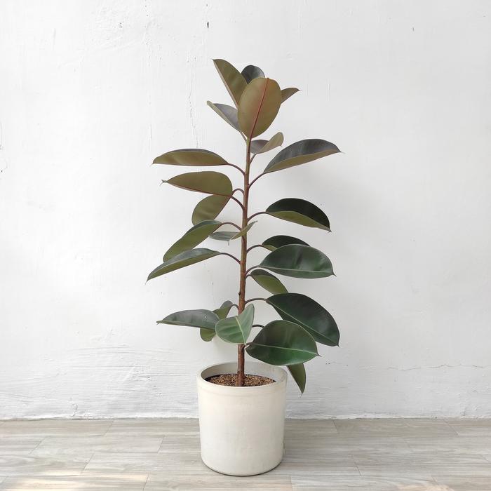 Ficus Elastica (Ficus elastica) live botanical specimen