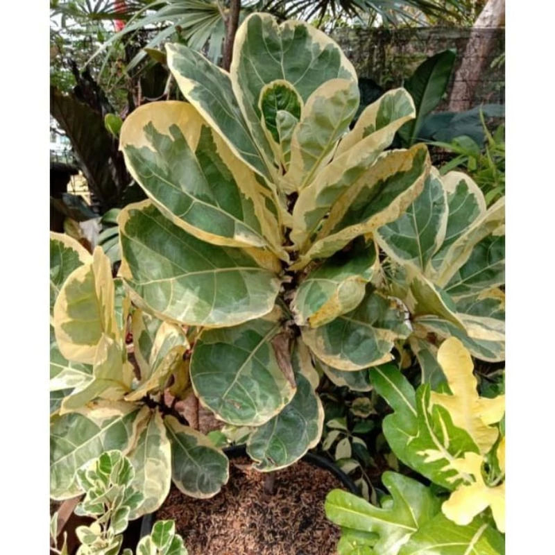 Ficus Lyrata Variegated