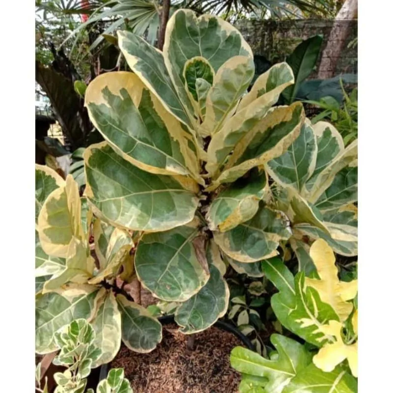 Ficus Lyrata Variegated