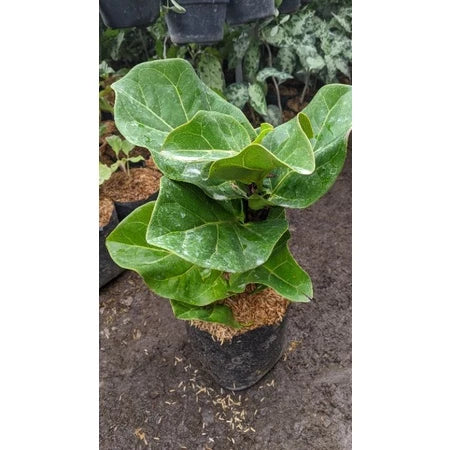Ficus Lyrata