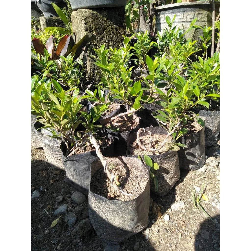 Ficus Microcarpa
