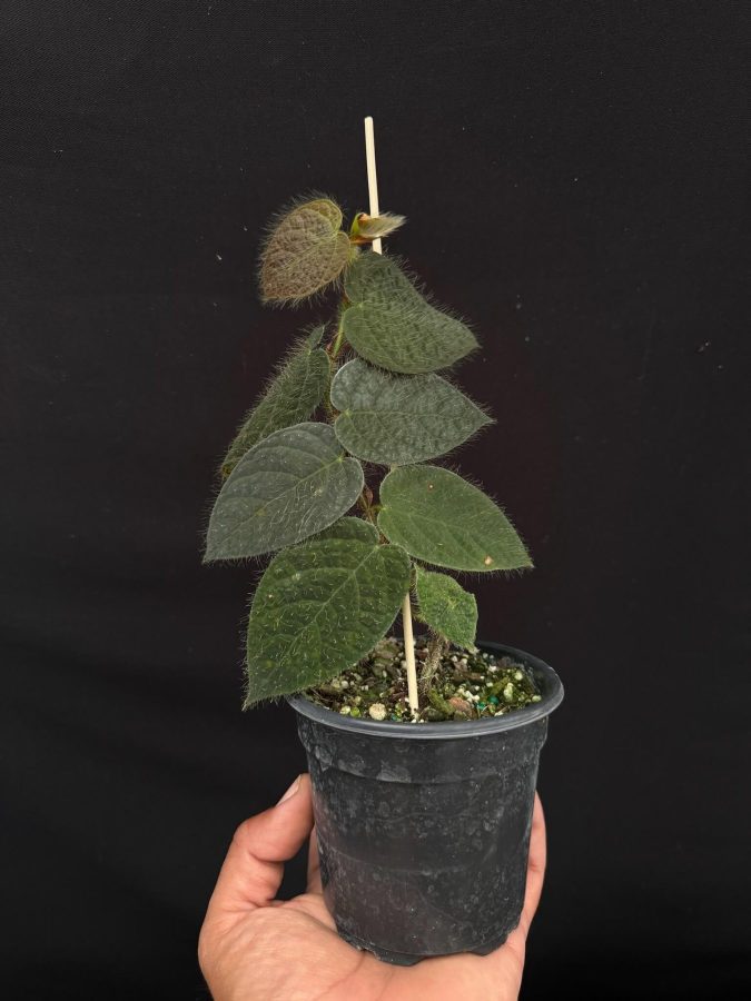 Ficus Villosa