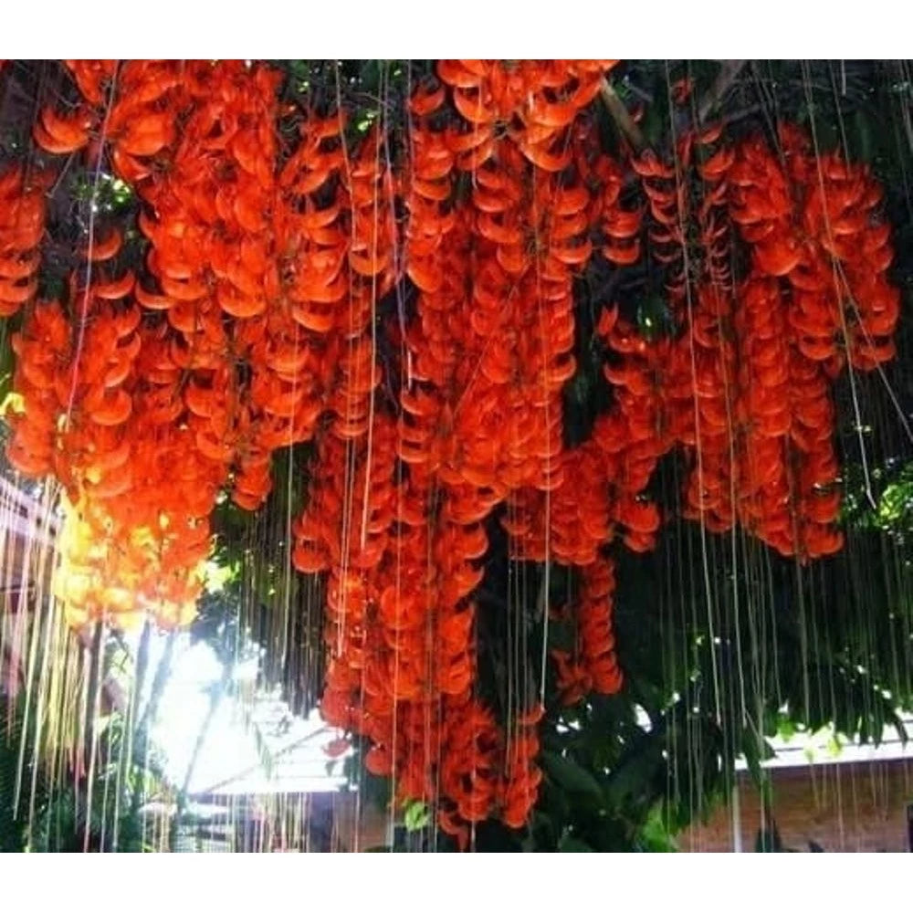 Flame Of Irian Mucuna Bennetii (Flame of) live botanical specimen