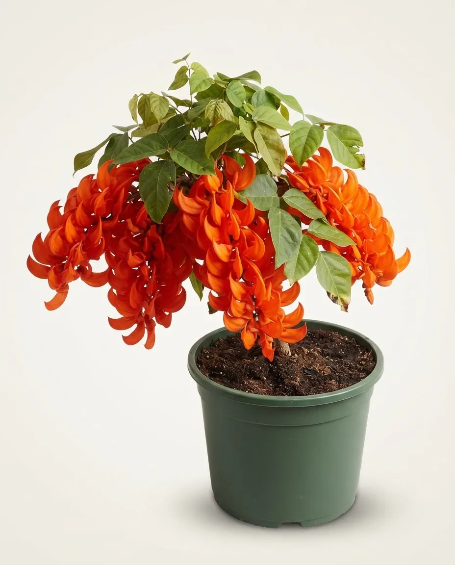 Flame Of Irian Mucuna Bennettii