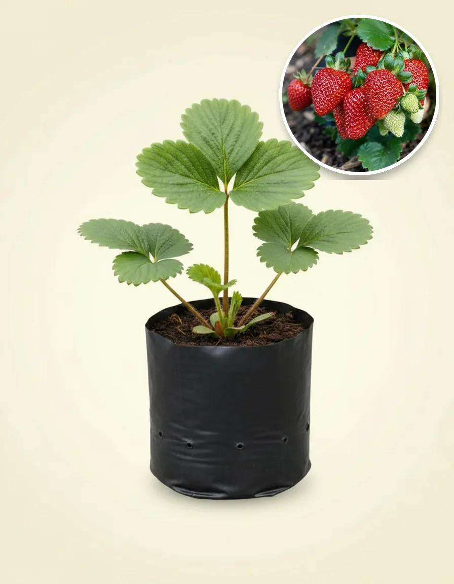 Fragaria X Ananassa Jumbo (Fragaria × ananassa 'Jumbo') live botanical specimen