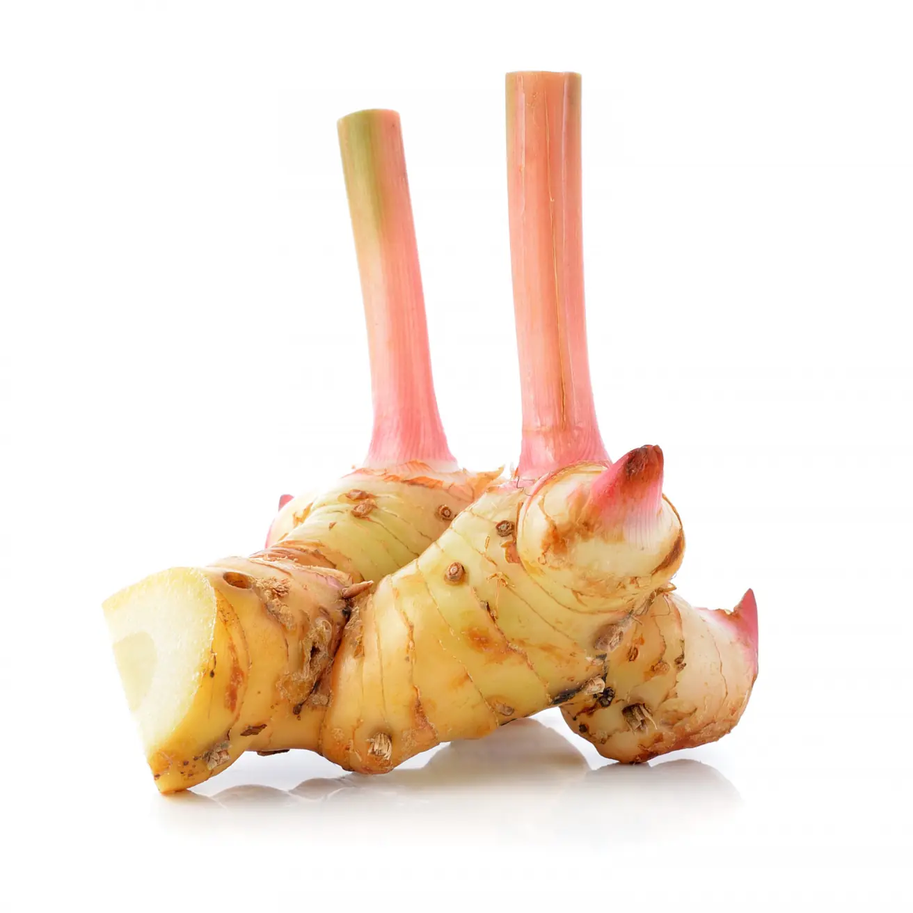 Galangal (Galangal sp.) live botanical specimen
