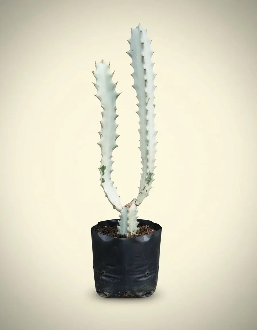 Ghost Cactus (Ghost cactus) live botanical specimen