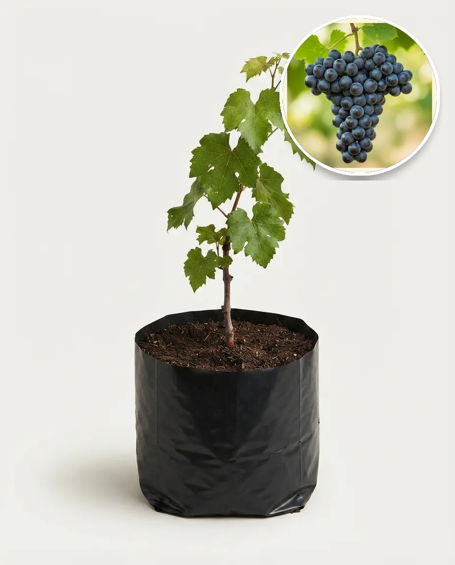 Grapes Black Bali