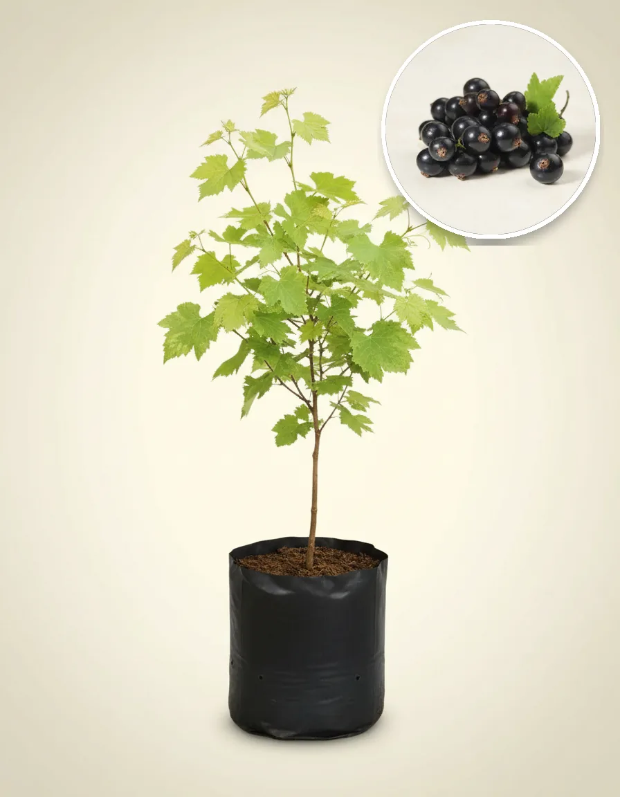 Grapes Brasil 2 (Grapes brasil) live botanical specimen