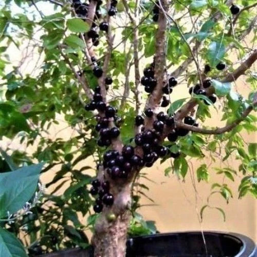 Grapes Brasil (Grapes brasil) live botanical specimen