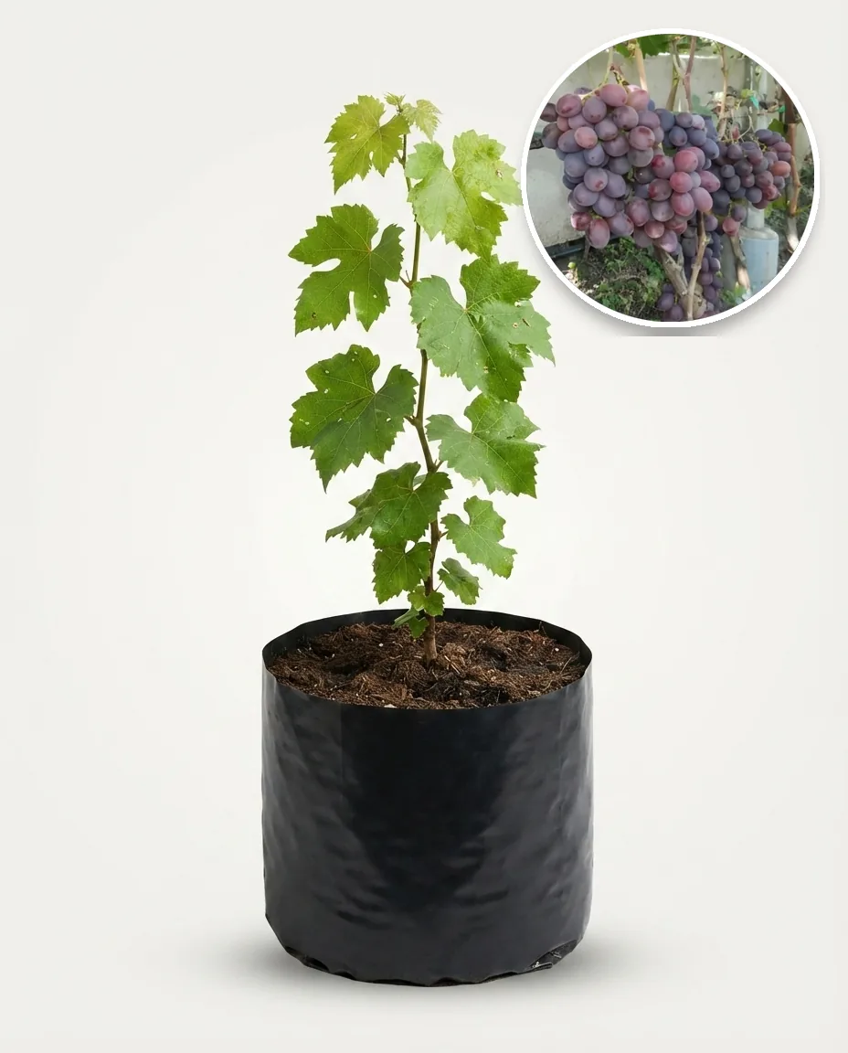 Grapes Everest 2 (Grapes everest) live botanical specimen