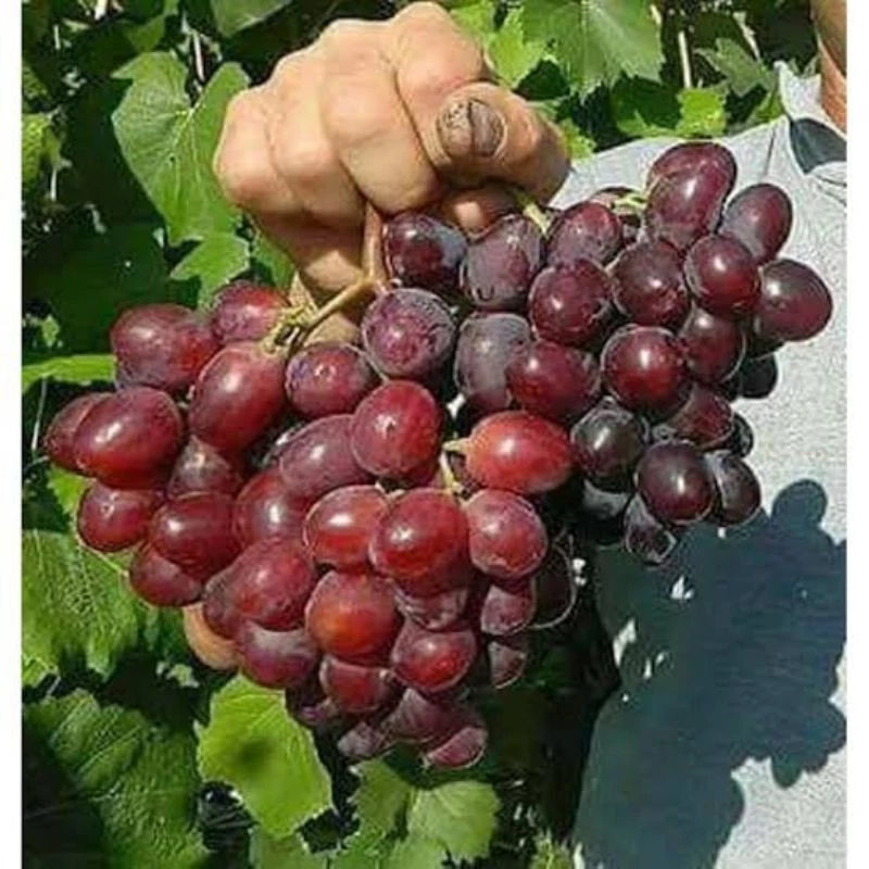 Grapes Everest (Grapes everest) live botanical specimen