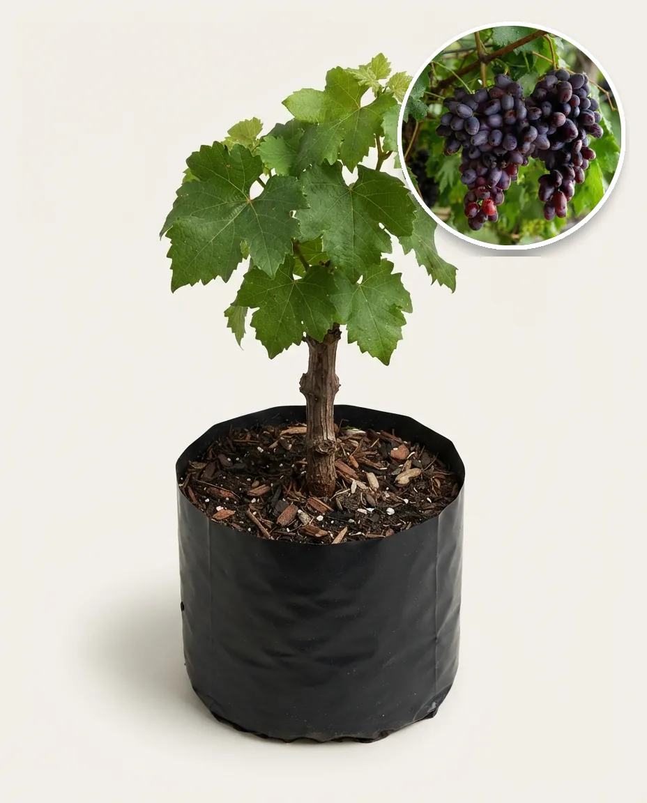 Grapes Giovani 2 (Grapes giovani) live botanical specimen
