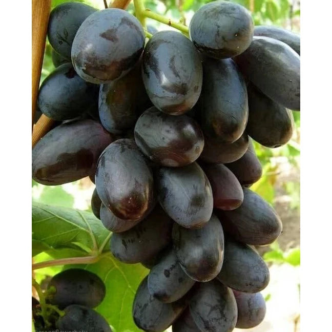 Grapes Giovani (Grapes giovani) live botanical specimen