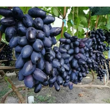 Grapes Govz (Grapes govz) live botanical specimen