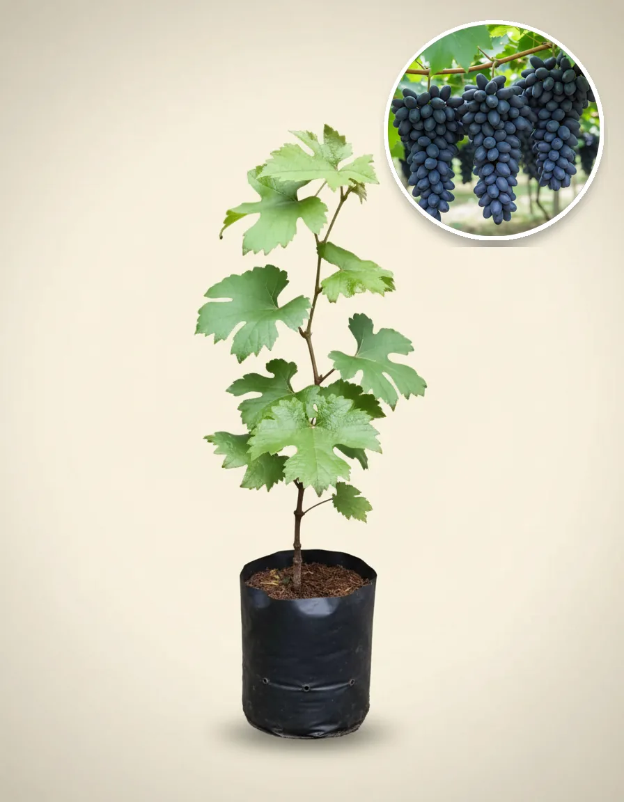 Grapes Gozv (Grapes gozv) live botanical specimen