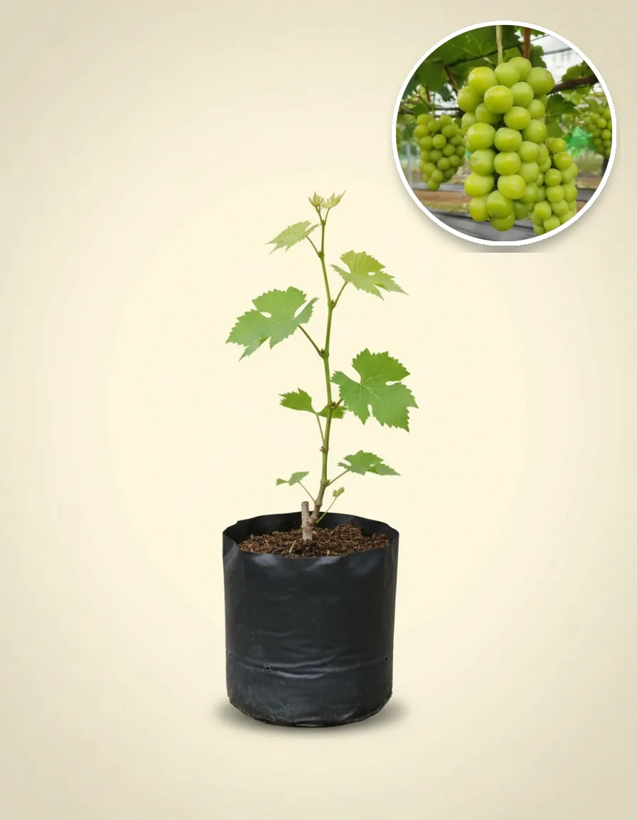 Grapes Green Muscat