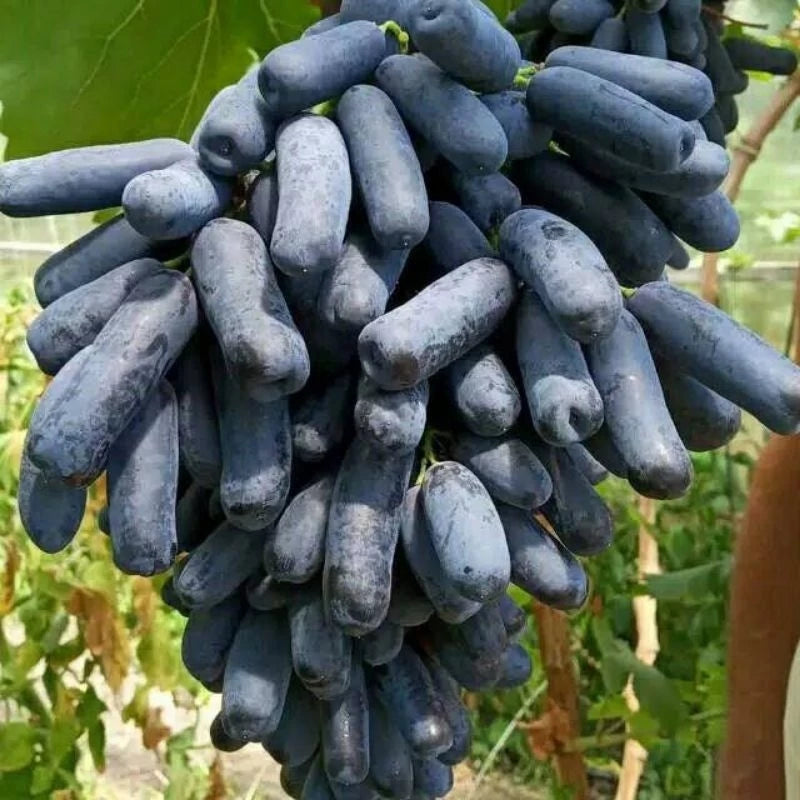 Grapes Hijau (Grapes hijau) live botanical specimen