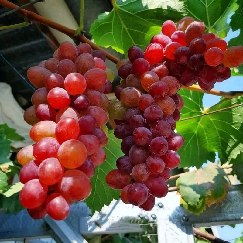 Grapes Import Jupiter (Grapes import) live botanical specimen