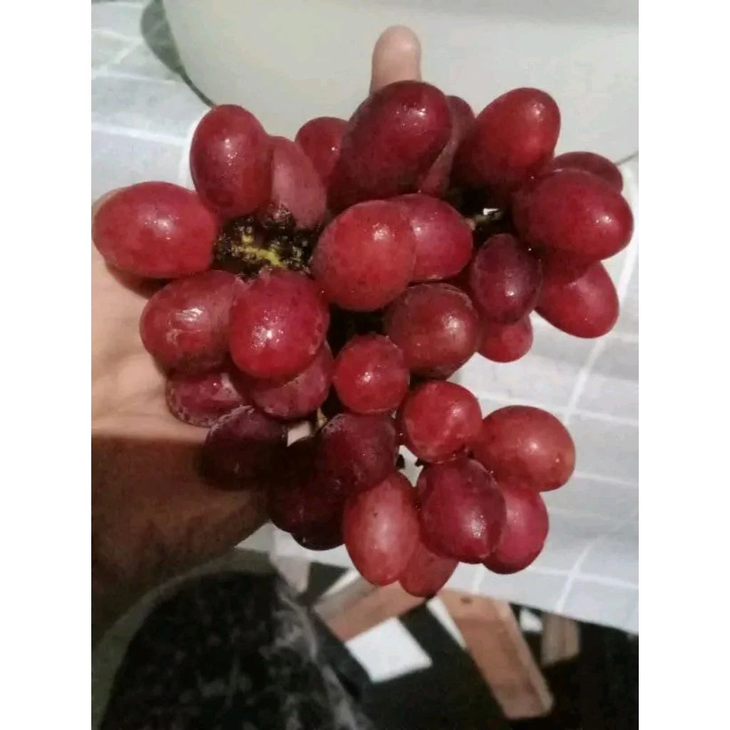 Grapes Import Taldun (Grapes import) live botanical specimen