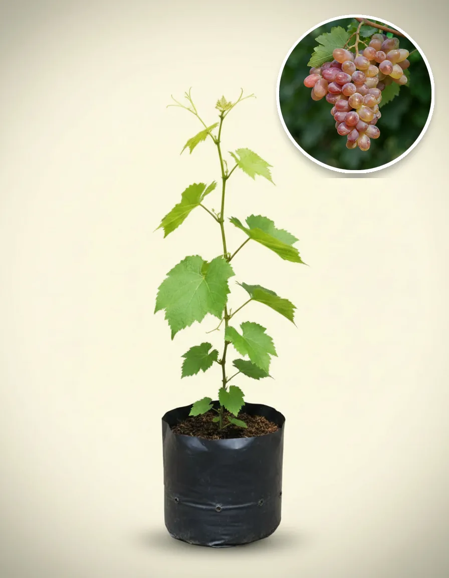 Grapes Jupiter