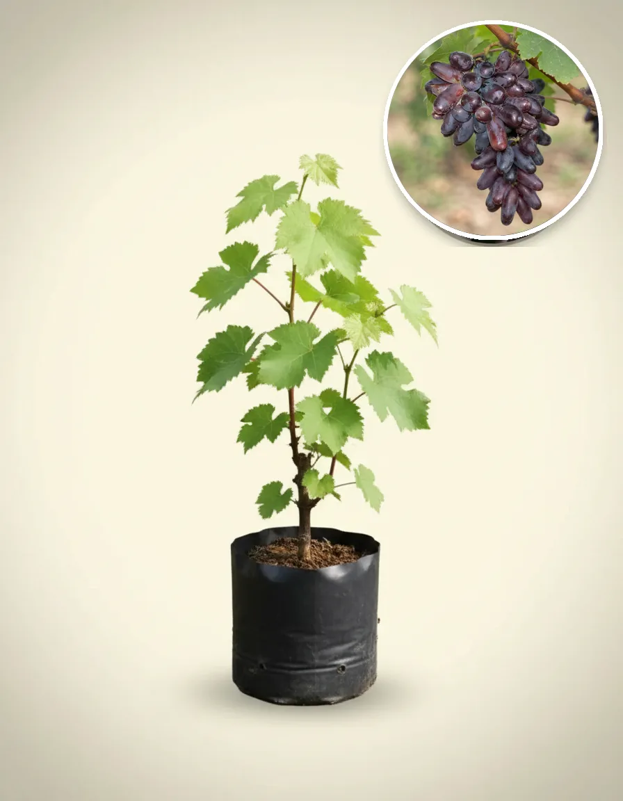 Grapes Moondrop 2 (Grapes moondrop) live botanical specimen