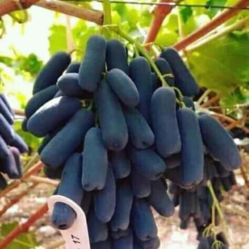 Grapes Moondrop (Grapes moondrop) live botanical specimen