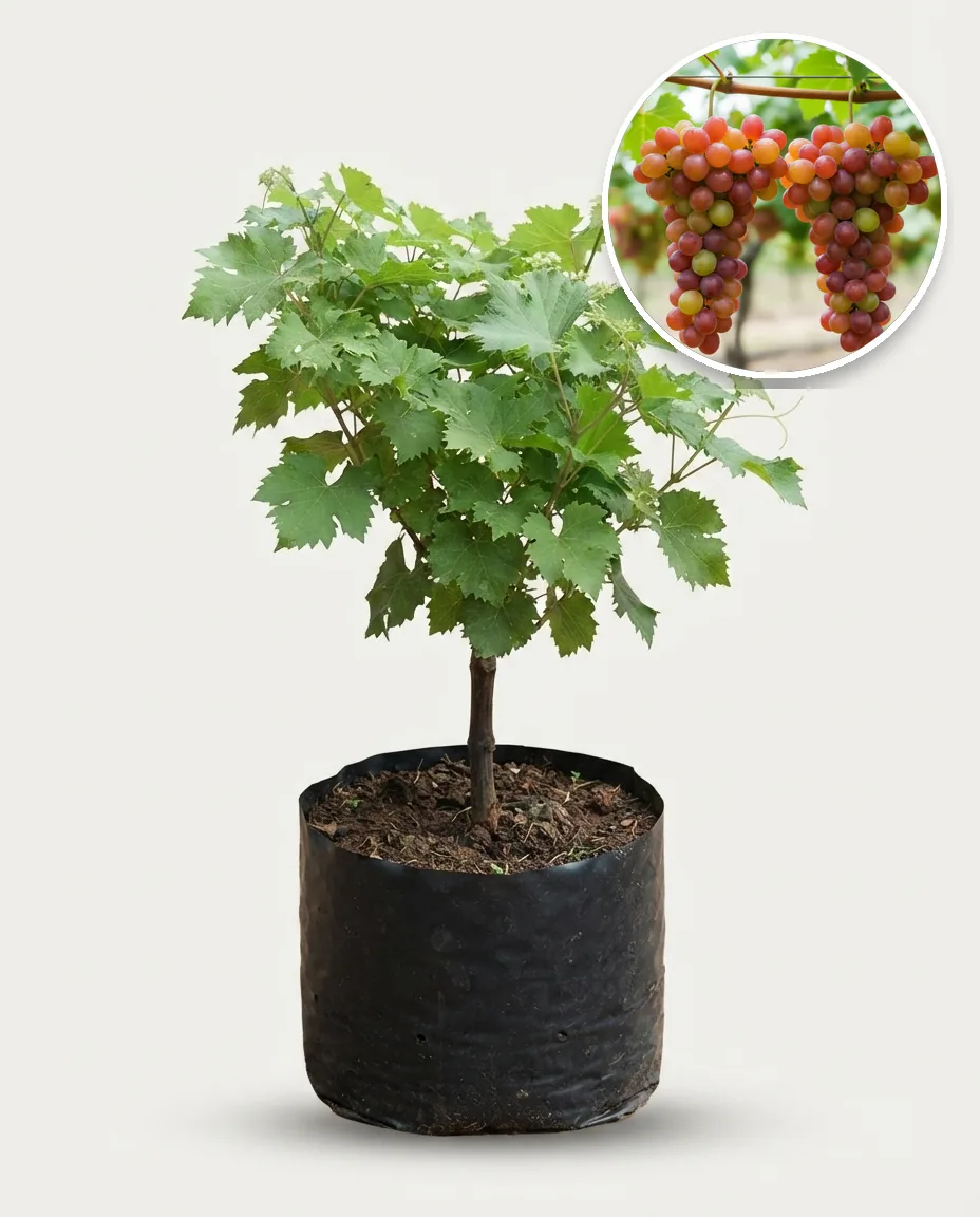 Grapes Ninel 2 (Grapes ninel) live botanical specimen