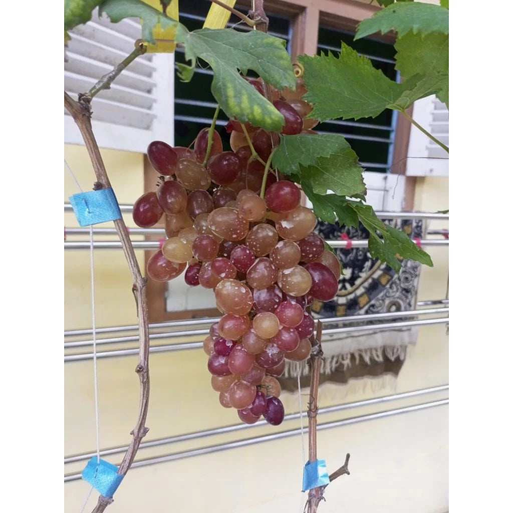 Grapes Ninel (Grapes ninel) live botanical specimen