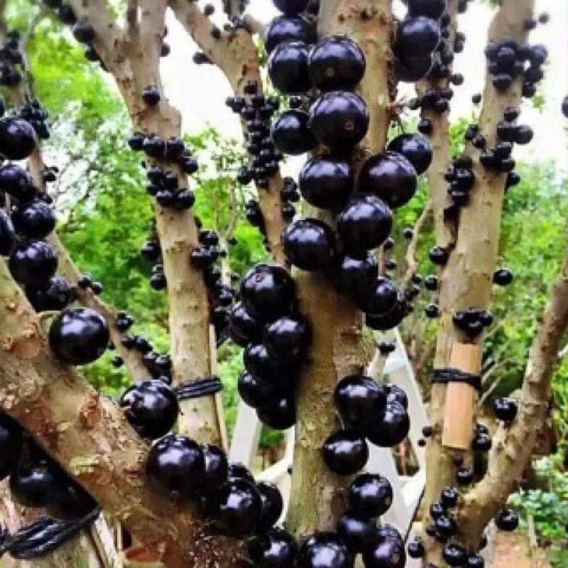 Grapes Preco (Grapes preco) live botanical specimen