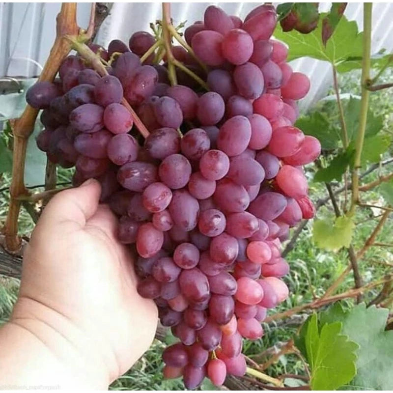 Grapes Red Caroline (Grapes red) live botanical specimen