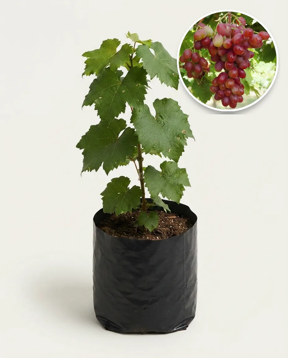 Grapes Red Shine