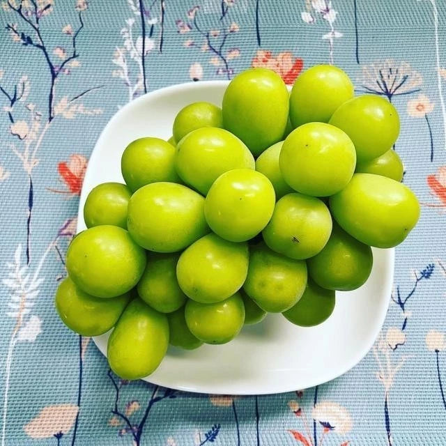 Grapes Shinme Muscat (Grapes shinme) live botanical specimen