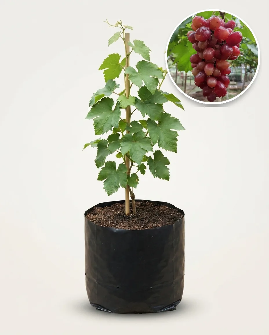Grapes Taldun