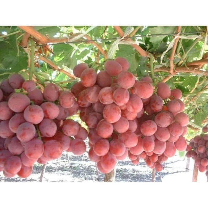 Grapesmerah (Grapesmerah sp.) live botanical specimen