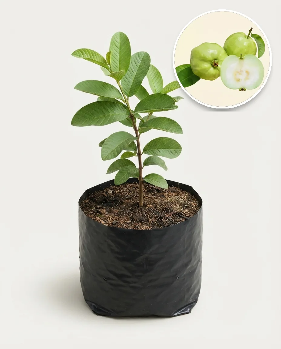 Guava Jumbo 2
