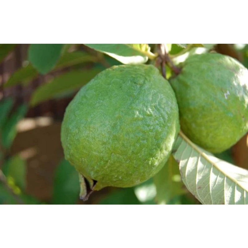 Guava Jumbo