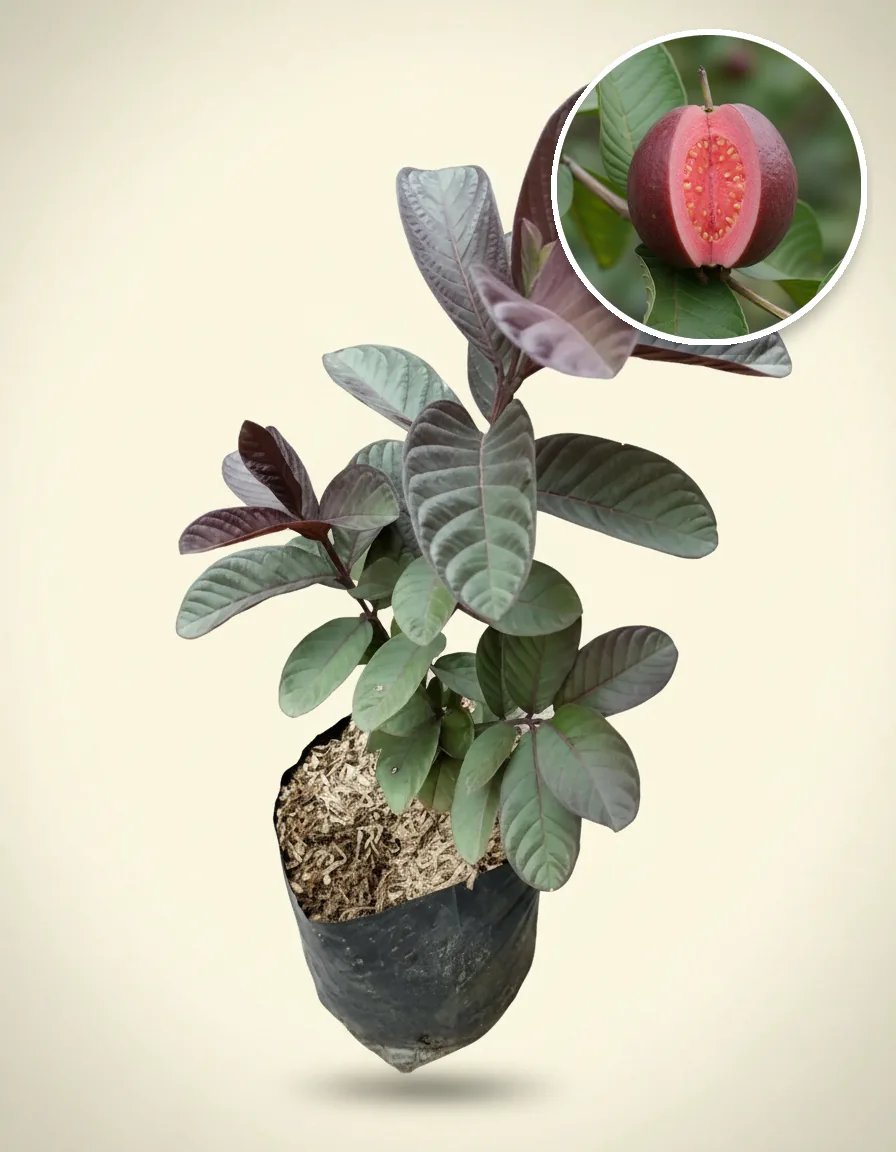 Guava Red Australia