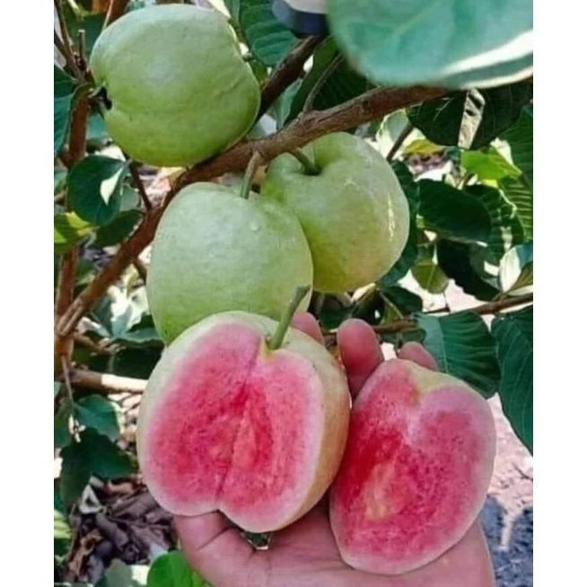 Guava Red Seedless (Guava red) live botanical specimen