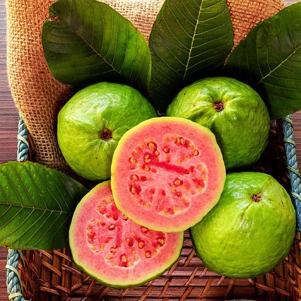Guava Red