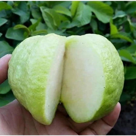 Guava Seedless (Guava seedless) live botanical specimen