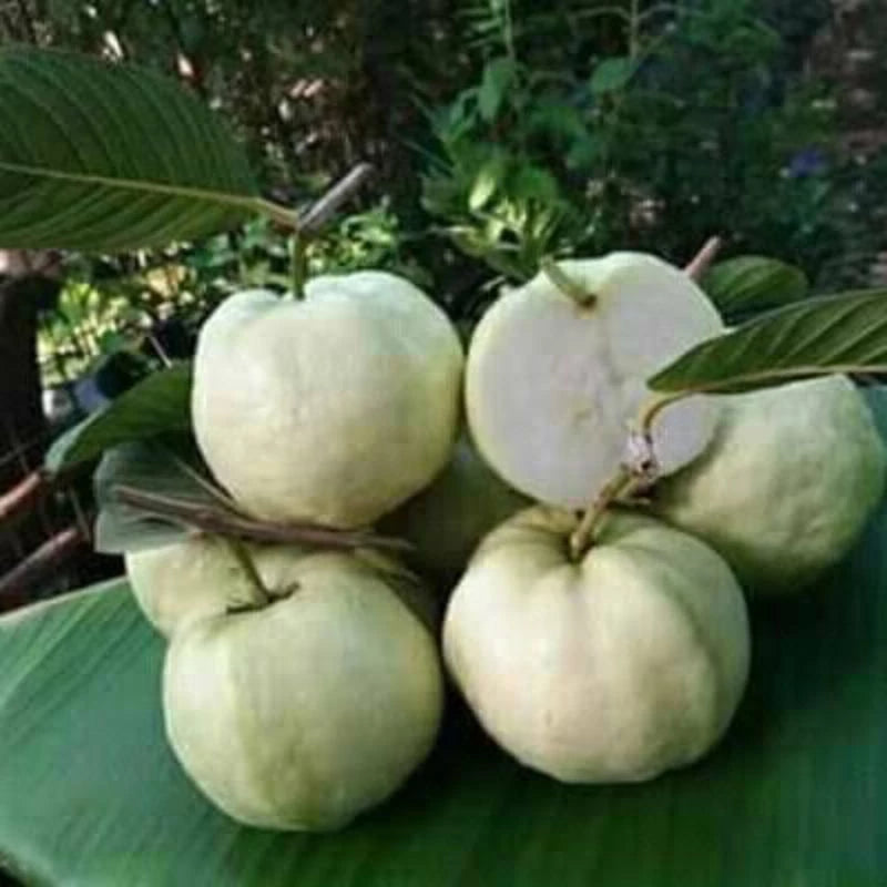Guava (Guava sp.) live botanical specimen