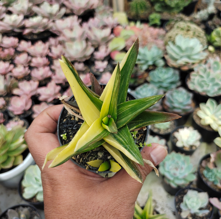Haworthia Pentagona Variegata Medium Size