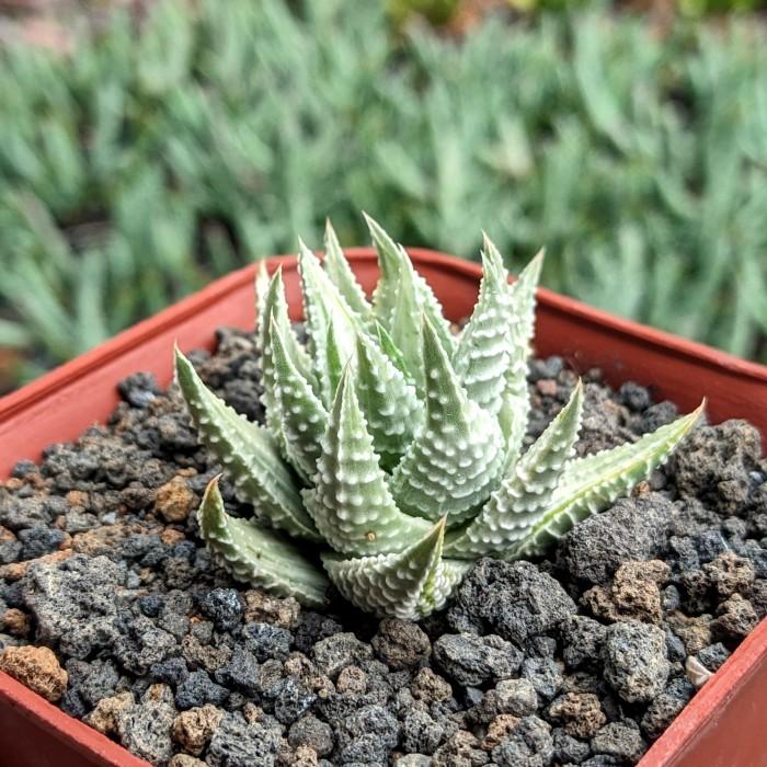 Haworthia Pumila Silver Variegated Medium Size