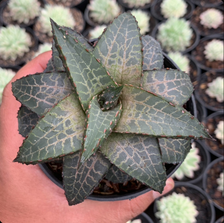 Haworthia Tesselata Medium Size (Haworthia tesselata) live botanical specimen