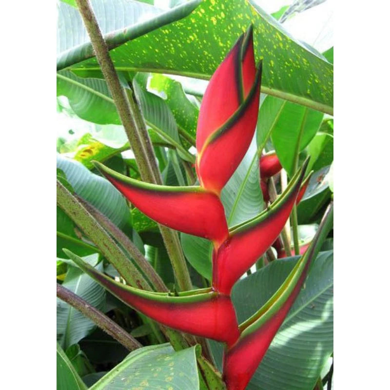 Heliconia Bijai