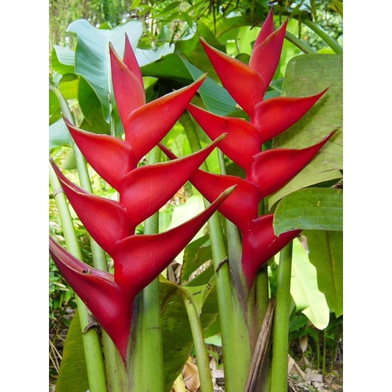 Heliconia Caribea (Heliconia caribea) live botanical specimen