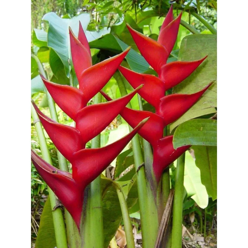 Heliconia Caribea